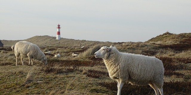 sylt-4544180_640 Umzug Wien